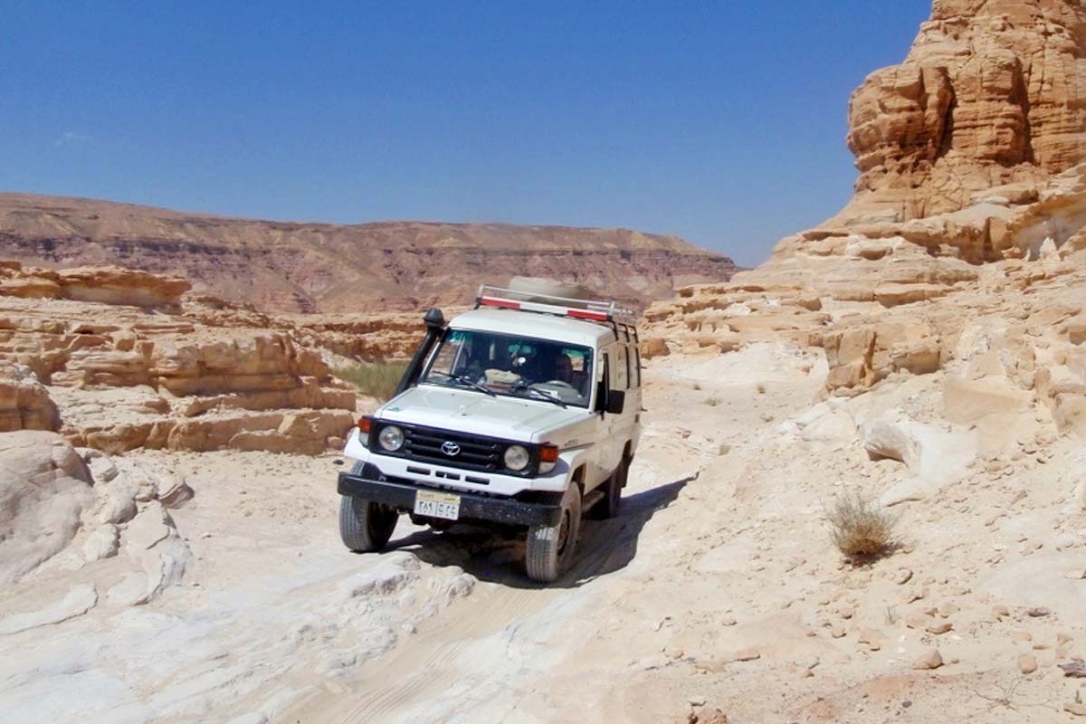 camel or jeep safari in the Sinai desert