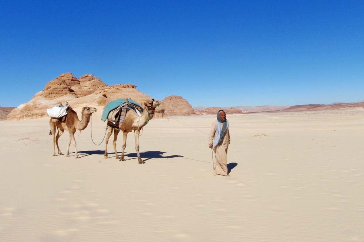 camel or jeep safari in the Sinai desert